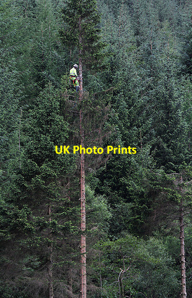 Photo 6"x4" Clearing trees by the A82 near Onich Inchree c2012