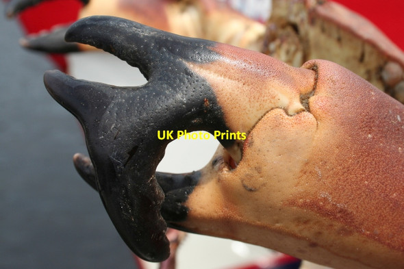 Photo 6"x4" Multi-clawed on the port side Lossiemouth c2012