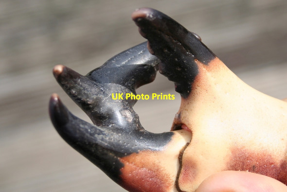 Photo 6"x4" The inner surface of the strange strange claw Lossiemouth c2012