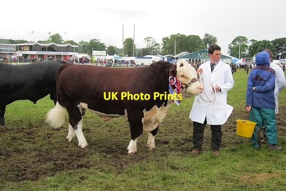 Photo 6"x4" Bull judging in the main ring Ratho Station c2012