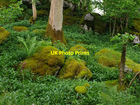 Photo 6"x4" Park Wood, Hutton Roof Hutton Roof\/SD5778 c2012