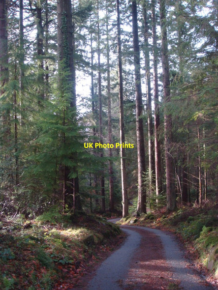 Photo 6"x4" View through the woods Betws-y-Coed c2011