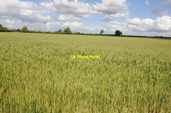 Photo 6"x4" Field of wheat Cleeve Prior Greystones\/SP0949 c2012