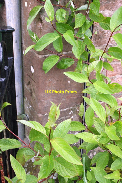 Photo 6"x4" Benchmark on #1 Pennine View Armathwaite\/NY5046 c2012