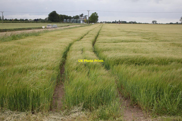 Photo 6"x4" Barley field near Tattershall  Tattershall Bridge c2012