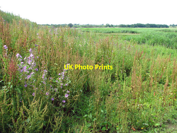 Photo 6"x4" Reedbeds beside the River Blyth Blythburgh c2012