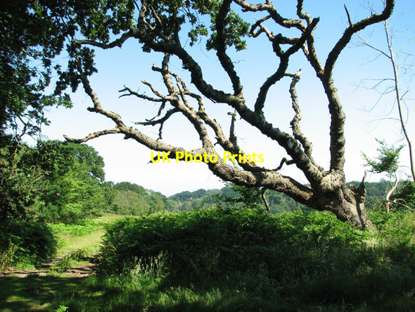 Photo 6"x4" Dead tree on woodland edge Dunwich c2012