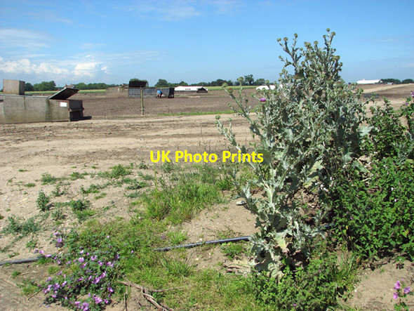 Photo 6"x4" Free-range pigs near Whitehouse Farm Thorington c2012