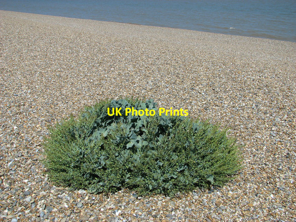 Photo 6"x4" Sea kale on shingle beach Dunwich c2012