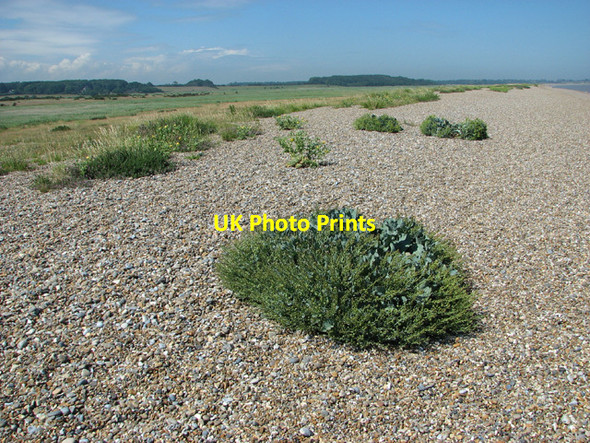 Photo 6"x4" Sea kale colonising shingle beach Dunwich c2012