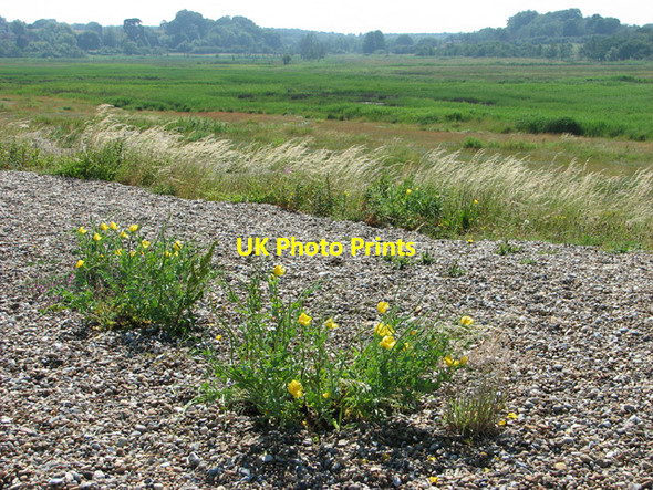 Photo 6"x4" Sea poppies (Glaucium flavum) Dunwich c2012