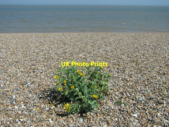 Photo 6"x4" Hellow Horned Poppies (Glaucium flavum) Dunwich c2012