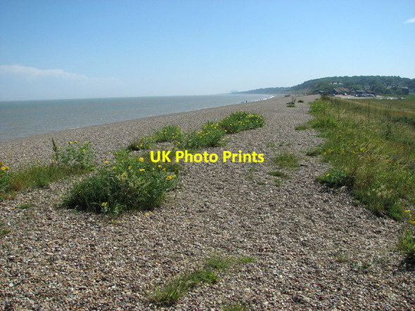 Photo 6"x4" Yellow Horned Poppies colonising shingle beach Dunwich c2012