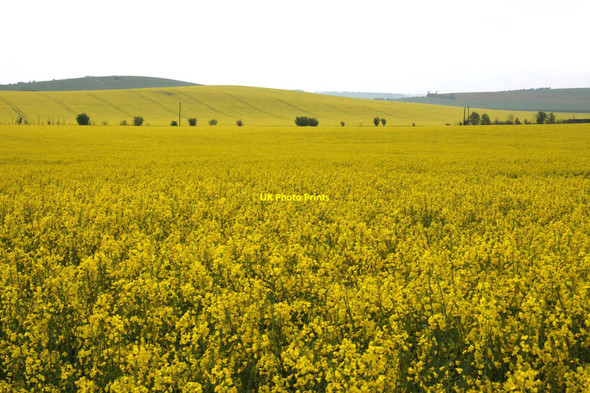 Photo 6"x4" Fields of rape at Goring Cleeve\/SU6081 c2012