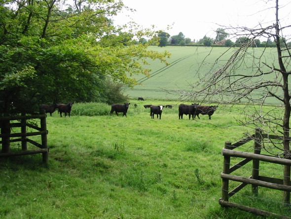 Photo 6"x4" Inquisitive cattle on farmland near Acrise Place Ridge Row c2008