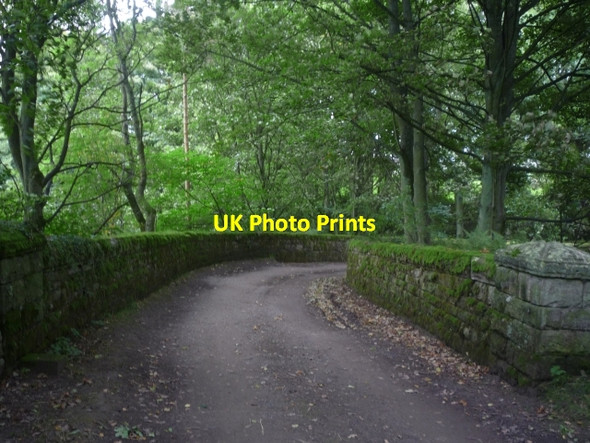 Photo 6"x4" Track through Spring Wood Wath\/SE1467 c2009