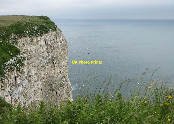 Photo 6"x4" Bempton Cliffs Bempton c2012