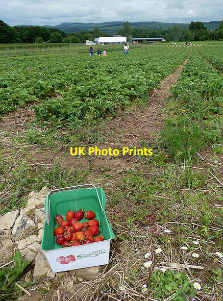 Photo 6"x4" Border Berries Manorhill c2012