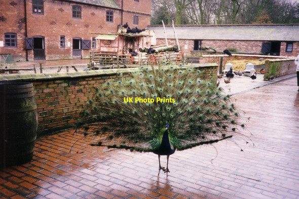 Photo 6"x4" Courtyard with peacock at Sandwell Park Farm in 1999 West Bromwich c1999