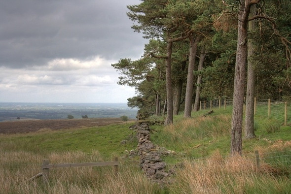 Photo 6"x4" Folly Plantation Gayles\/NZ1207 c2008