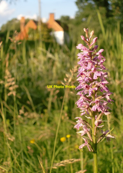 Photo 6"x4" Orchid by a pond, Mill Lane, Dunsfold Dunsfold Common c2012