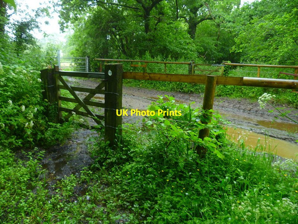 Photo 6"x4" The Orange Way in Dorset and Somerset (76) Buckham c2012