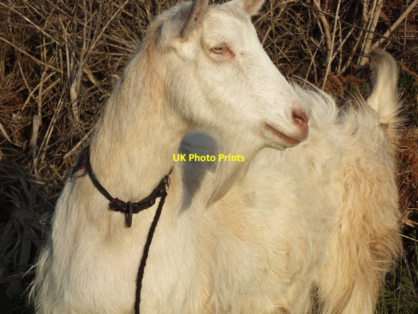 Photo 6"x4" Lonely Goat Balwest c2012