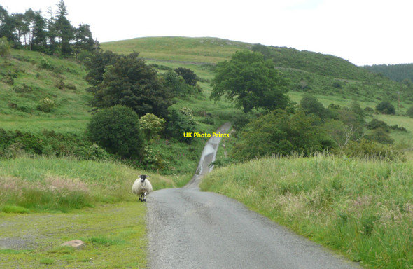 Photo 6"x4" Sheep at the end of the public road Akeld c2012