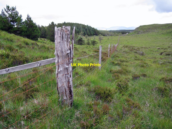 Photo 6"x4" Forest fence Totardor c2012