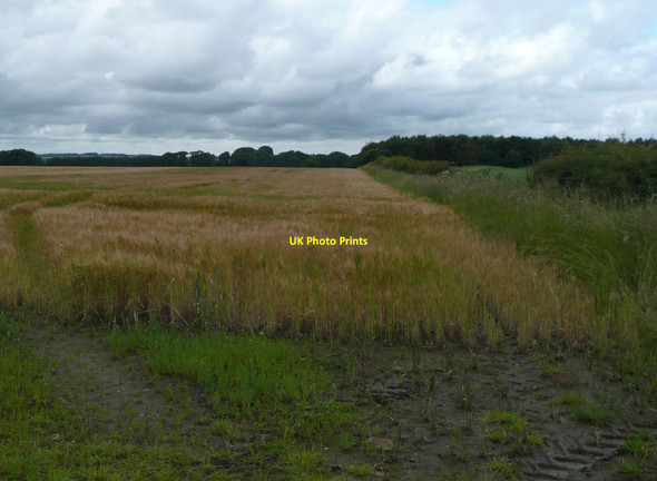 Photo 6"x4" Ripening barley Littlehoughton c2012