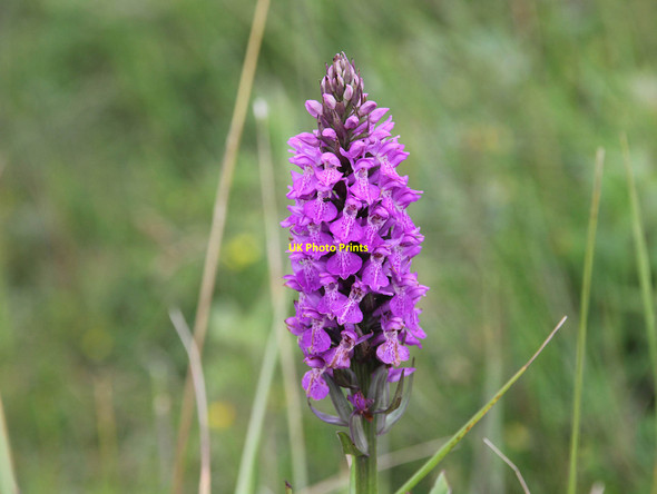 Photo 6"x4" Wild flower, Braunton Burrows Lobb c2012