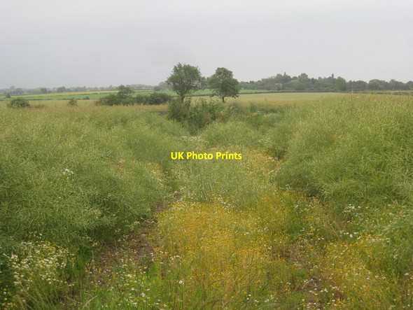 Photo 6"x4" Field of oilseed rape Normanby by Stow c2012