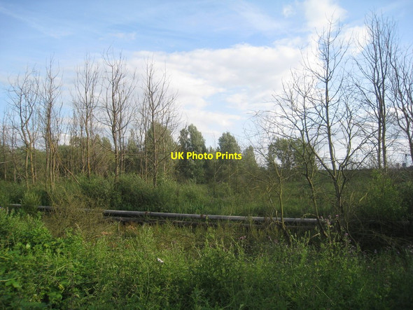 Photo 6"x4" Dead trees and pipeline Cottam\/SK8179 c2012
