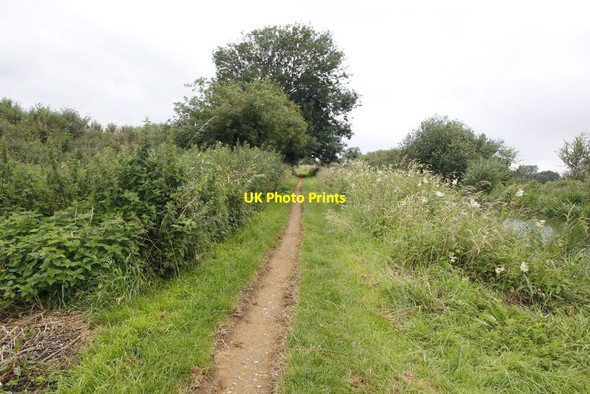 Photo 6"x4" Towpath by the Kennet Colthrop c2012