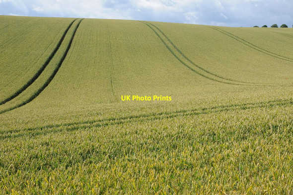 Photo 6"x4" Rolling wheat field Upper Swell c2012