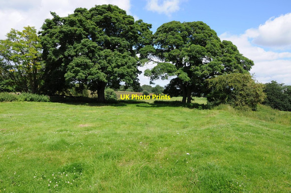 Photo 6"x4" Trees at Lower Swell Stow-on-the-Wold c2012