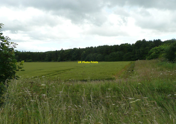 Photo 6"x4" Looking across the wheatfield Alnwick c2012