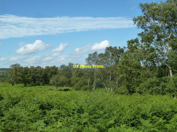 Photo 6"x4" Woodland edge, Ramsley Moor Moorhall\/SK3074 c2012