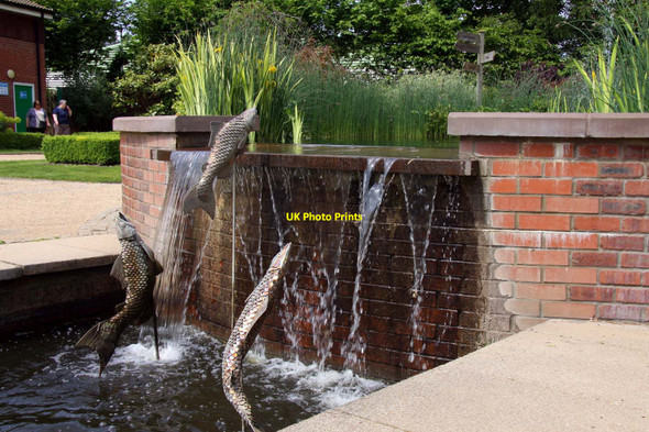 Photo 6"x4" Salmon jumping the wall Spalding c2012
