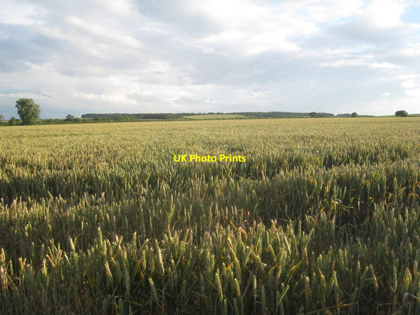 Photo 6"x4" View towards Caddow Wood South Wheatley\/SK7685 c2012