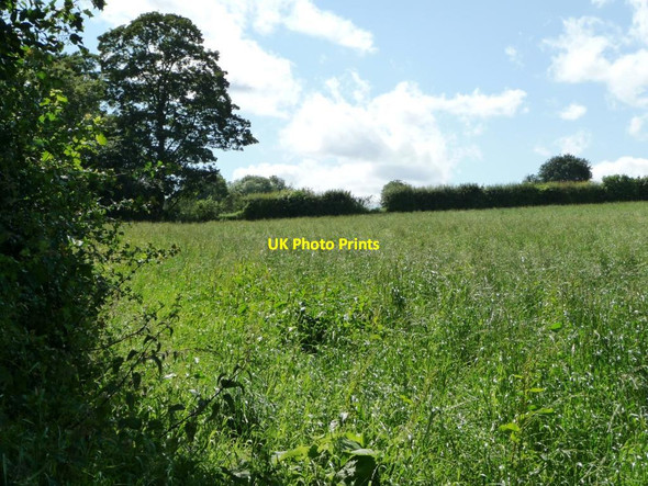 Photo 6"x4" Sunny south-western corner of a meadow Sandhills\/SE3739 c2012