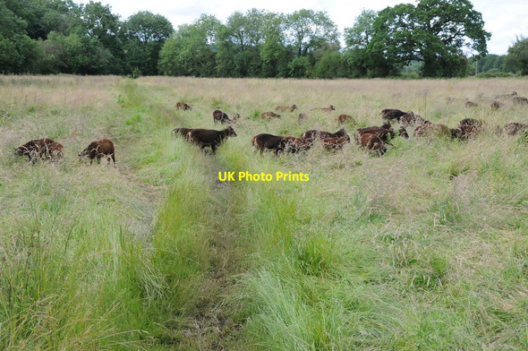 Photo 6"x4" Sheep near Lower Swell Stow-on-the-Wold c2012