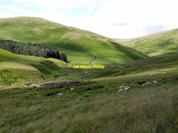 Photo 6"x4" Sheepfold above Sourhope Burn Sourhope c2012