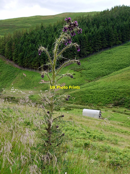 Photo 6"x4" Tall thistle above Sourhope Burn Sourhope c2012