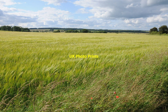 Photo 6"x4" Barley on Kineton Hill Kineton\/SP0926 c2012