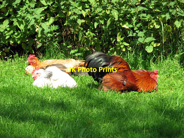 Photo 6"x4" Churchyard chickens, Chelsworth Chelsworth c2012