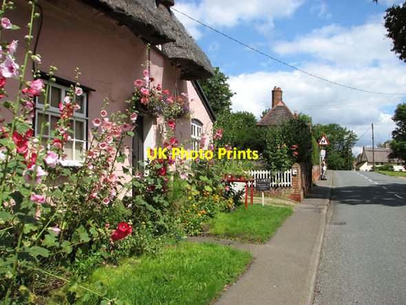 Photo 6"x4" Hollyhocks beside the B1115 road through Chelsworth Chelsworth c2012