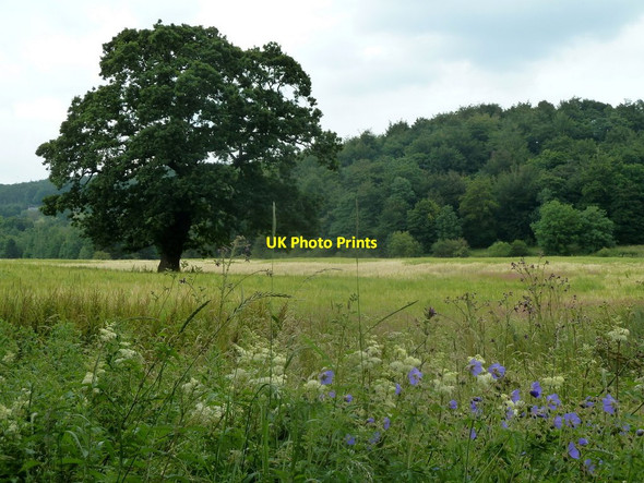 Photo 6"x4" Field and view to Dog Kennel Wood Hassop c2012