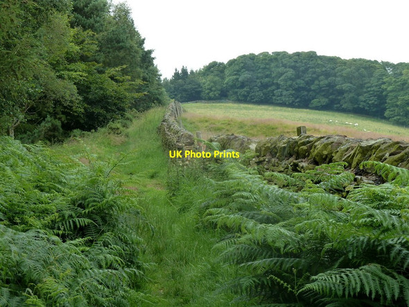 Photo 6"x4" Path by Bank Wood South Bubnell c2012