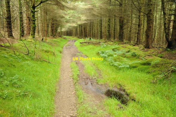 Photo 6"x4" Forestry track, Radnor Forest Llanfihangel Rhydithon c2012